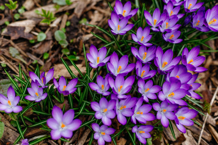 Purple crocus flowers blooming in early spring in the forestの写真素材