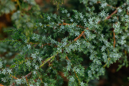 Juniper branches close-up. Juniperus communis.の写真素材