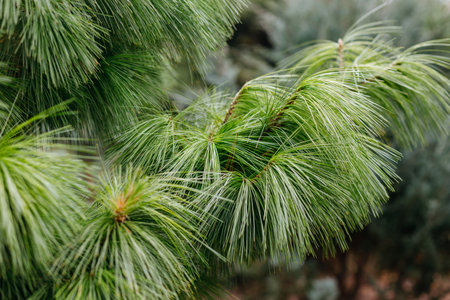 Pine tree branch with green needles close-up, natural backgroundの写真素材