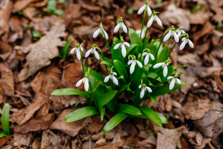 Snowdrop flowers blooming in the forest. Early spring in Europe.の写真素材