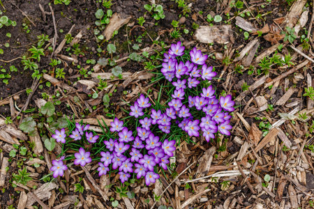 Purple crocus flowers on the ground in early spring. First spring flowers.の写真素材
