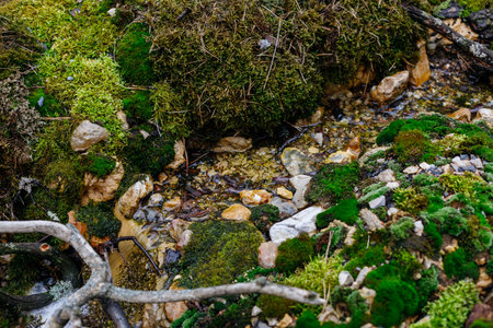 Mossy stones and lichen on the shore of a mountain streamの写真素材