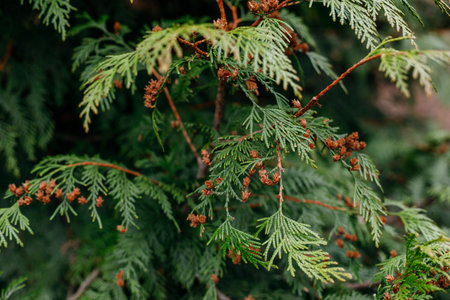 Thuja branches with cones close-up. selective focus.の写真素材