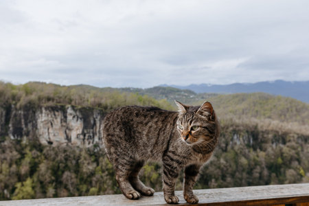 Domestic cat on the terrace of a house on a background of mountains