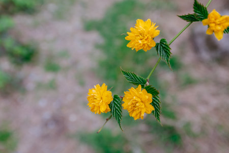 Yellow flowers of the Kerria japonica on a blurred backgroundの写真素材