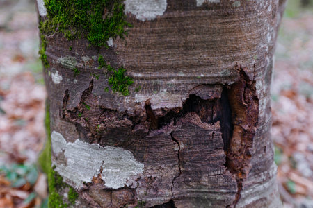 Old tree bark with green moss in the forest. close up.の写真素材