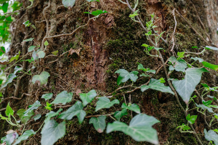 Green ivy growing on the bark of a tree in the forest