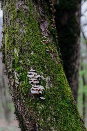 Mossy tree trunk with mushrooms growing on it. selective focus.の写真素材