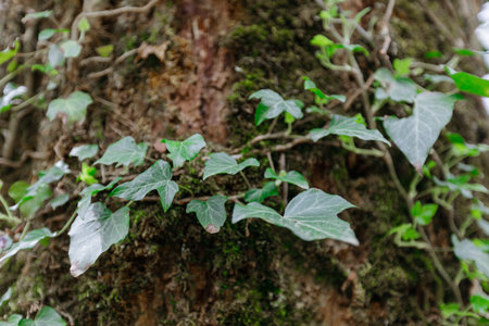 Ivy growing on the bark of an old tree in the forest
