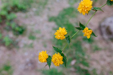 Beautiful yellow flowers in the park. selective focus. nature.の写真素材
