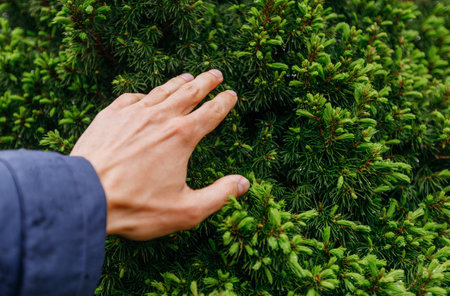 Hand of a man in a blue jacket on a background of spring spruceの写真素材