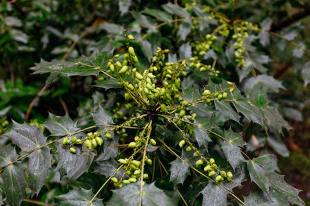 Close up of Mahonia bealeiの写真素材
