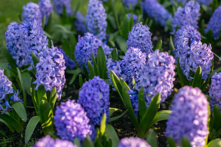 Group of blue hyacinths blooming in the garden.の写真素材