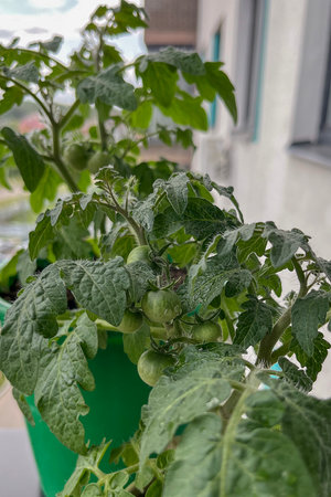 Tomatoes grow in a pot on the balcony.Selective focus.の写真素材