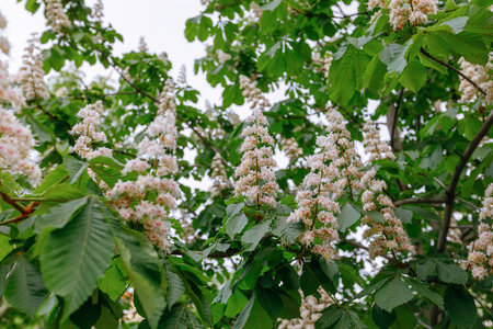 Blooming chestnut tree (Aesculus hippocastanum)の写真素材