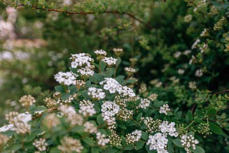 White flowers of spirea close-up on a background of green leavesの写真素材