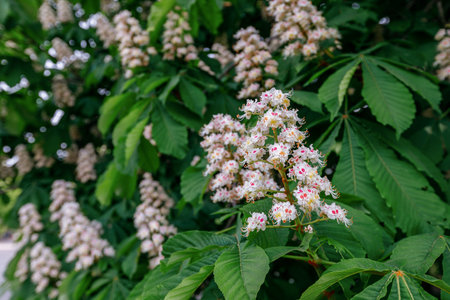 Blooming chestnut tree (Aesculus hippocastanum)の写真素材