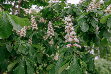 Blooming chestnut tree (Aesculus hippocastanum)の写真素材