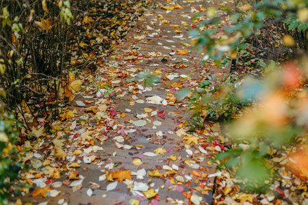 Autumn leaves on the walkway in the park. autumn background