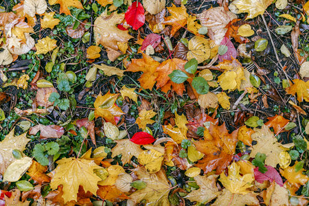 Colorful fall leaves on the ground in the city park.