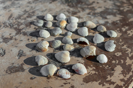 Seashells laid out on a metallic background. Selective focus.の写真素材