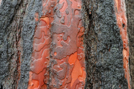 Tree bark two tone texture closeup.の写真素材