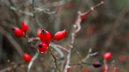 Rosehip berries on a bush in the forest.