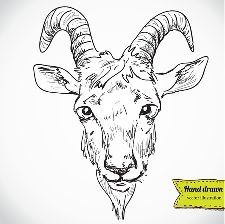 goat - a portrait - a vector drawing vector illustration hand drawnのイラスト素材