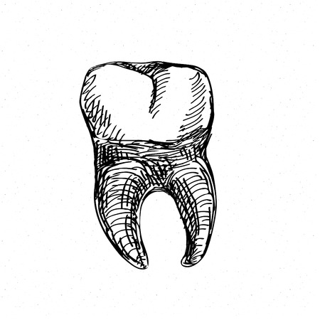 Tooth icon isolated on white. Hand drawing sketch vector illustrationのイラスト素材