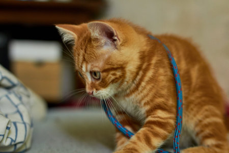 Little red-headed cat playing with rope on the bed