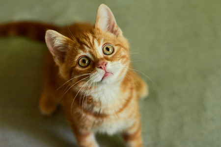 Little red-headed cat lies on a bed and looking upの写真素材