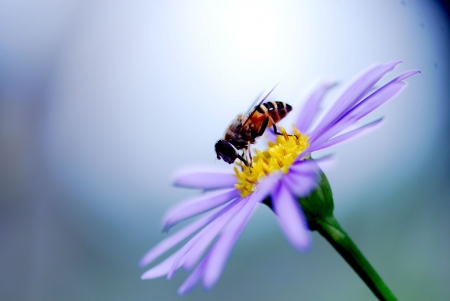 bee on flower の写真素材