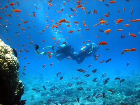 two  floating divers among coral fish in the Red Seaの写真素材