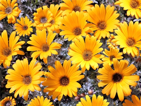 bright yellow garden chrysanthemums as floral backgroundの写真素材