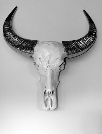 buffalo skull on the white background の写真素材