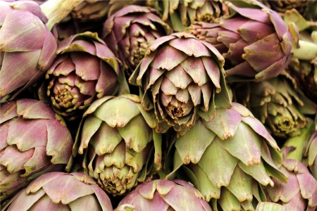 Agricultural background, freshly artichokeの写真素材