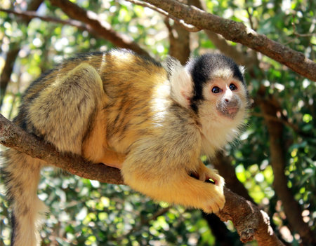 cute squirrel monkey, sitting on a branch and looking at some unknow danger