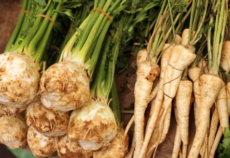 Two types of celery as an agricultural backgroundの写真素材