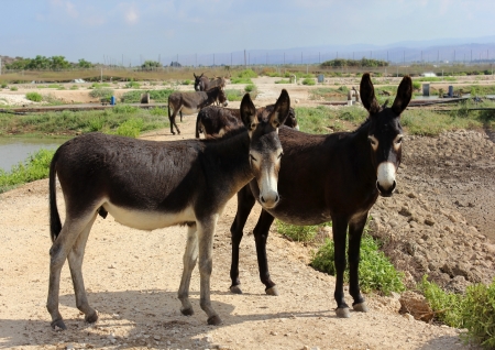 small herd of burros freely living in the natureの写真素材