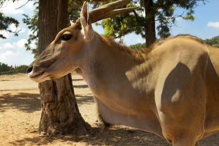 Kanna antelope