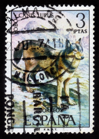 Spain - CIRCA 1974: a stamp printed by Spain shows grey wolf (Canis lupus), series Wild Animals, circa 1974のeditorial素材