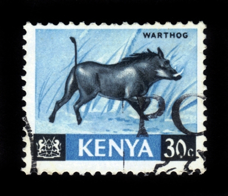 KENYA - CIRCA 1964  A stamp printed in Kenya shows warthog, circa 1964 の写真素材