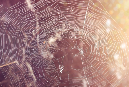 abstract background with cobweb close-upの写真素材