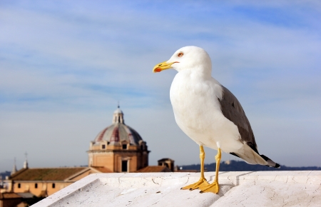 image of seagull on the background of dome of the cathedral in Rome. Italy.の写真素材