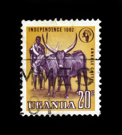 Uganda - CIRCA 1962  stamp printed by Uganda, shows african shepherd and two longhorn buffalo, circa 1962の写真素材