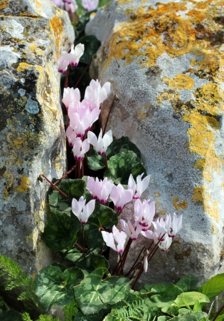 wild cyclamen bloom in a crevice between rocks covered with mossの写真素材