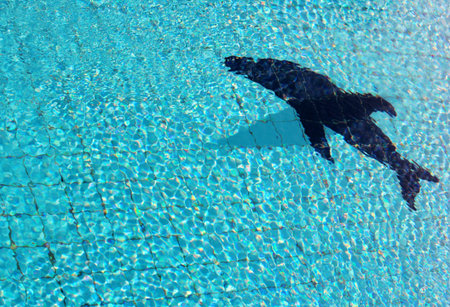 silhouette of dolphin on a background of bright blue transparent waterの写真素材