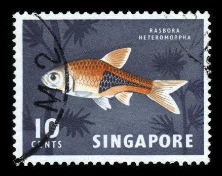 SINGAPORE - CIRCA 1961  A stamp printed in Singapore shows Harlequin fish  Rasbora heteromorpha , schooling aquarium fish, circa 1961のeditorial素材