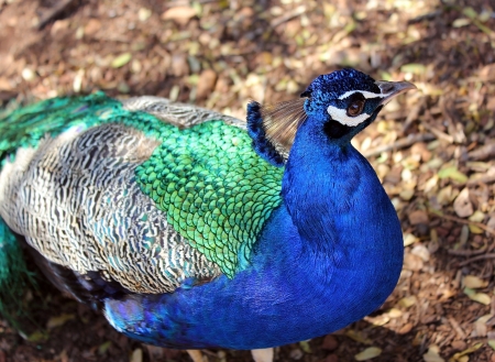 brightly-colored young male peacockの写真素材