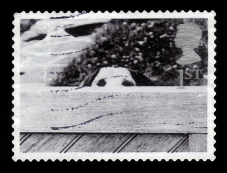 UNITED KINGDOM - CIRCA 2001 A stamp printed in Great Britain shows Dog Behind Fence, circa 2001の写真素材